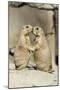 Black-Tailed Prairie Dog Pair Showing Affection Behaviour-null-Mounted Photographic Print