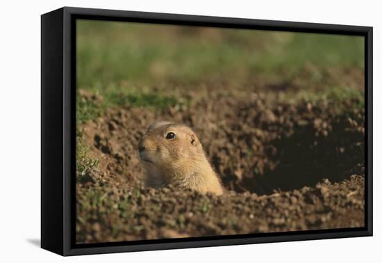 Black-Tailed Prairie Dog Peeking out of Den-DLILLC-Framed Stretched Canvas