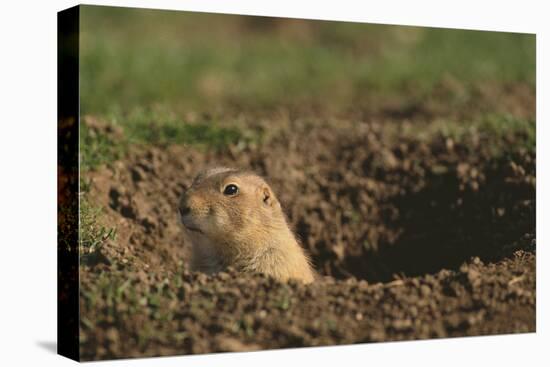 Black-Tailed Prairie Dog Peeking out of Den-DLILLC-Stretched Canvas