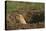 Black-Tailed Prairie Dog Peeking out of Den-DLILLC-Stretched Canvas