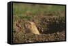 Black-Tailed Prairie Dog Peeking out of Den-DLILLC-Framed Stretched Canvas