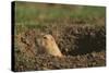 Black-Tailed Prairie Dog Peeking out of Den-DLILLC-Stretched Canvas