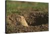 Black-Tailed Prairie Dog Peeking out of Den-DLILLC-Stretched Canvas