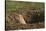 Black-Tailed Prairie Dog Peeking out of Den-DLILLC-Stretched Canvas