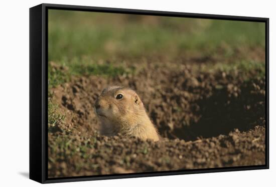 Black-Tailed Prairie Dog Peeking out of Den-DLILLC-Framed Stretched Canvas