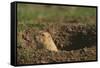 Black-Tailed Prairie Dog Peeking out of Den-DLILLC-Framed Stretched Canvas