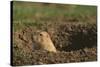 Black-Tailed Prairie Dog Peeking out of Den-DLILLC-Stretched Canvas