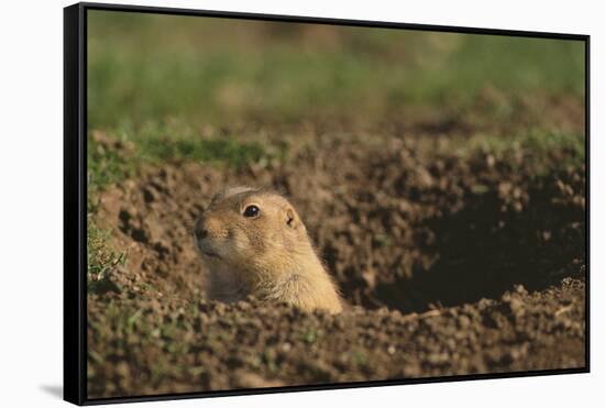 Black-Tailed Prairie Dog Peeking out of Den-DLILLC-Framed Stretched Canvas