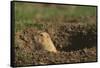 Black-Tailed Prairie Dog Peeking out of Den-DLILLC-Framed Stretched Canvas