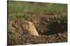 Black-Tailed Prairie Dog Peeking out of Den-DLILLC-Stretched Canvas