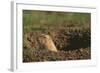 Black-Tailed Prairie Dog Peeking out of Den-DLILLC-Framed Photographic Print