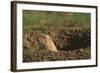 Black-Tailed Prairie Dog Peeking out of Den-DLILLC-Framed Photographic Print