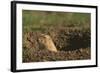 Black-Tailed Prairie Dog Peeking out of Den-DLILLC-Framed Photographic Print