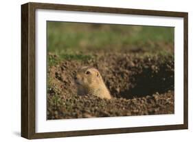 Black-Tailed Prairie Dog Peeking out of Den-DLILLC-Framed Photographic Print