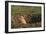 Black-Tailed Prairie Dog Peeking out of Den-DLILLC-Framed Photographic Print