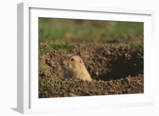 Black-Tailed Prairie Dog Peeking out of Den-DLILLC-Framed Photographic Print