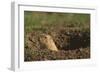 Black-Tailed Prairie Dog Peeking out of Den-DLILLC-Framed Photographic Print