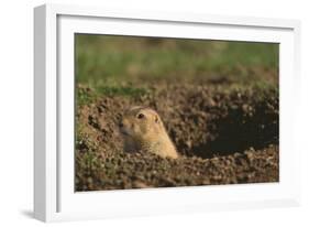 Black-Tailed Prairie Dog Peeking out of Den-DLILLC-Framed Photographic Print