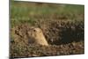 Black-Tailed Prairie Dog Peeking out of Den-DLILLC-Mounted Photographic Print