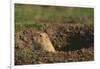 Black-Tailed Prairie Dog Peeking out of Den-DLILLC-Framed Photographic Print