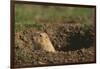 Black-Tailed Prairie Dog Peeking out of Den-DLILLC-Framed Photographic Print