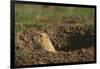 Black-Tailed Prairie Dog Peeking out of Den-DLILLC-Framed Photographic Print