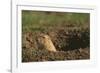 Black-Tailed Prairie Dog Peeking out of Den-DLILLC-Framed Photographic Print