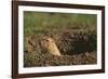 Black-Tailed Prairie Dog Peeking out of Den-DLILLC-Framed Photographic Print