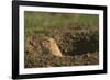 Black-Tailed Prairie Dog Peeking out of Den-DLILLC-Framed Photographic Print