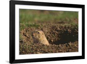 Black-Tailed Prairie Dog Peeking out of Den-DLILLC-Framed Photographic Print