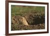 Black-Tailed Prairie Dog Peeking out of Den-DLILLC-Framed Photographic Print