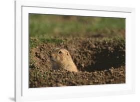 Black-Tailed Prairie Dog Peeking out of Den-DLILLC-Framed Photographic Print