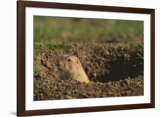 Black-Tailed Prairie Dog Peeking out of Den-DLILLC-Framed Photographic Print