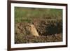 Black-Tailed Prairie Dog Peeking out of Den-DLILLC-Framed Photographic Print