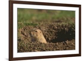 Black-Tailed Prairie Dog Peeking out of Den-DLILLC-Framed Photographic Print