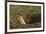 Black-Tailed Prairie Dog Peeking out of Den-DLILLC-Framed Photographic Print