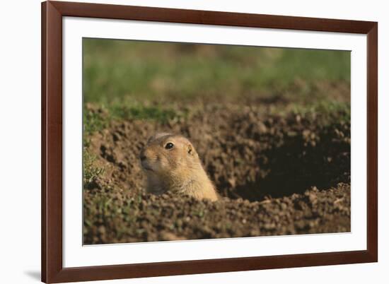 Black-Tailed Prairie Dog Peeking out of Den-DLILLC-Framed Photographic Print