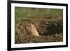 Black-Tailed Prairie Dog Peeking out of Den-DLILLC-Framed Photographic Print