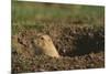 Black-Tailed Prairie Dog Peeking out of Den-DLILLC-Mounted Photographic Print