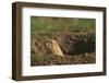 Black-Tailed Prairie Dog Peeking out of Den-DLILLC-Framed Photographic Print