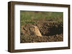 Black-Tailed Prairie Dog Peeking out of Den-DLILLC-Framed Photographic Print