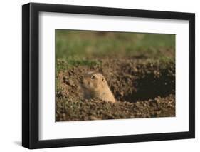 Black-Tailed Prairie Dog Peeking out of Den-DLILLC-Framed Photographic Print