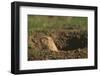 Black-Tailed Prairie Dog Peeking out of Den-DLILLC-Framed Photographic Print