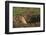 Black-Tailed Prairie Dog Peeking out of Den-DLILLC-Framed Photographic Print