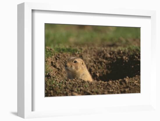 Black-Tailed Prairie Dog Peeking out of Den-DLILLC-Framed Photographic Print