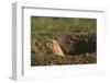 Black-Tailed Prairie Dog Peeking out of Den-DLILLC-Framed Photographic Print