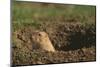 Black-Tailed Prairie Dog Peeking out of Den-DLILLC-Mounted Photographic Print