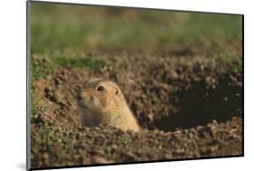 Black-Tailed Prairie Dog Peeking out of Den-DLILLC-Mounted Photographic Print