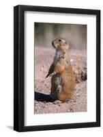 Black-Tailed Prairie Dog Standing, Badlands National Park, South Dakota, Usa-John Barger-Framed Photographic Print