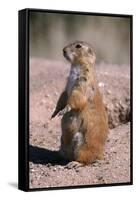 Black-Tailed Prairie Dog Standing, Badlands National Park, South Dakota, Usa-John Barger-Framed Stretched Canvas